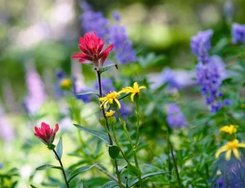 Wildblumen in Wyoming