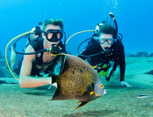 Cayman Islands Insider-Webinar zum Thema Tauchen
