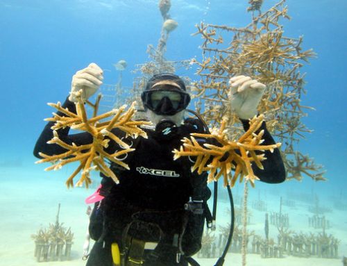 Neues Zentrum für Korallenaufzucht auf Key Largo