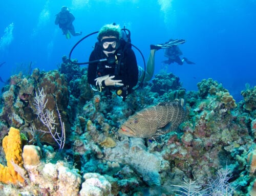 Ein Tauchgang für jeden Tag des Jahres – die Cayman Islands