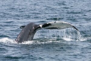 Whales Credit Kyle Klein