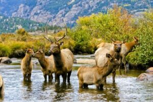 Eine Herde Elk Im Rocky Mountain NP (c) Matt Inden Miles