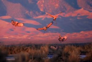 Sandhill Crane In Great Sand Dunes NP (c) Nps GOV