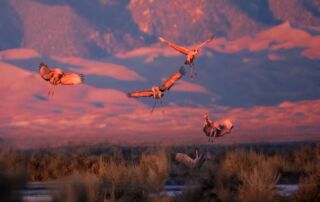 Sandhill Crane In Great Sand Dunes NP (c) Nps GOV