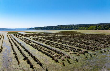 Baywater Shellfish Co. 4_credit Edelweiss Loren Bedeli