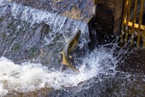 Visit Issaquah Single Salmon On The Weir_Credit City Of Issaquah