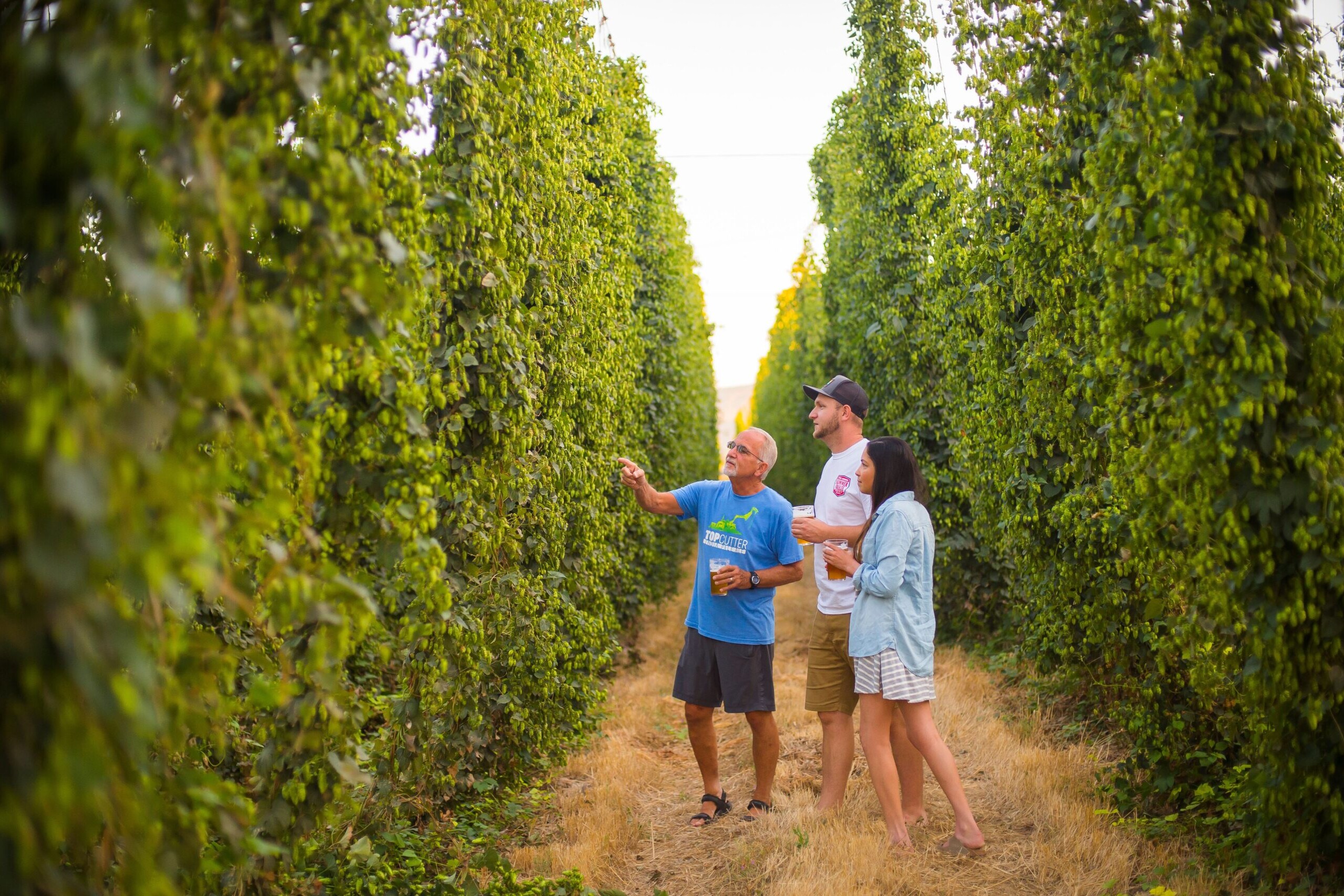 Hopfen_credit Yakima Valley Tourism